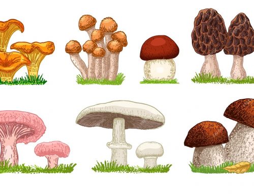 Les champignons : magiques pour notre santé